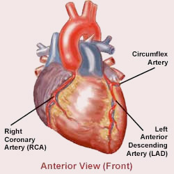 Heart Anterior